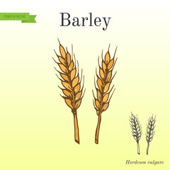 Hand drawn barley ears sketch