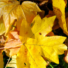 Autumn yellow leaves and ladybug on maple leaf.