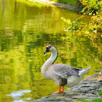 gray goose on the lake