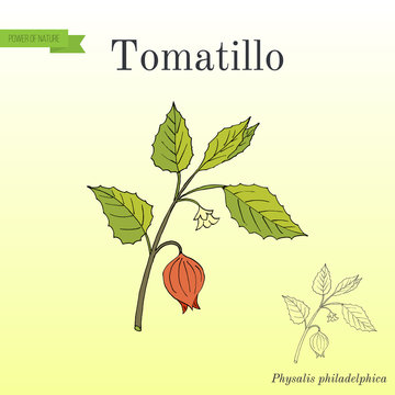 Tomatillo Physalis Philadelphica , Or Husk Tomato, Mexican Groundcherry