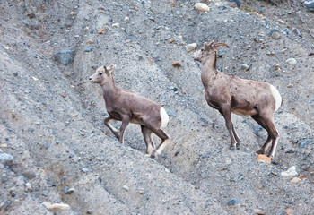 Wild Goats in Alberta