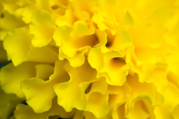 close up yellow flower using as background and wallpaper.. 