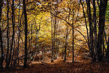 Beautiful autumn beech forest