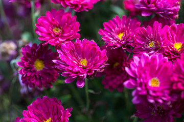 Obraz premium 花