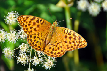 Naklejka premium Butterfly