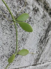Plant on wall