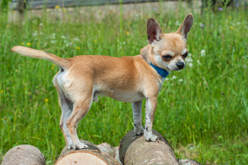 dog beige chihuahua stands on firewood