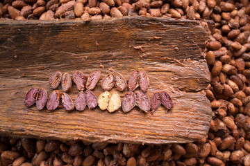 Choosing raw cacao beans with hand of man