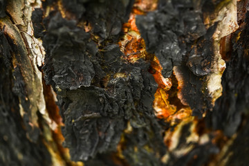 Wooden texture abstract background. Tree bark charred in the fire.