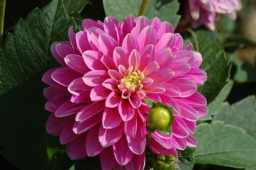 Obraz premium Flower at Bodnant Gardens, Wales, United Kingdom.