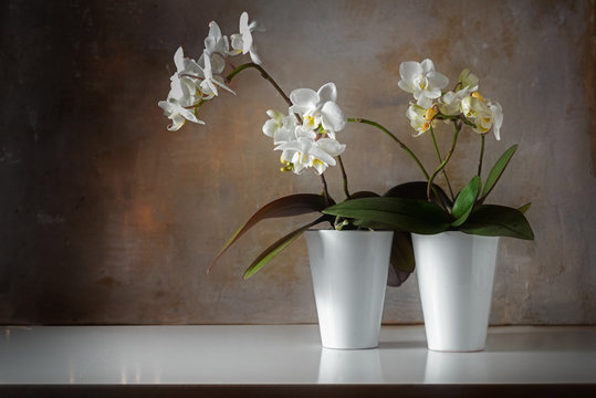 potted white orchids (Phalaenopsis) on a shiny sideboard in front of a rough vintage wall, decoration with contrast between old and modern, copy space
