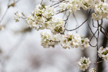 Cherry Blossom on nature background.