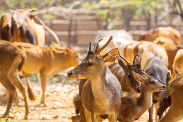 Deer