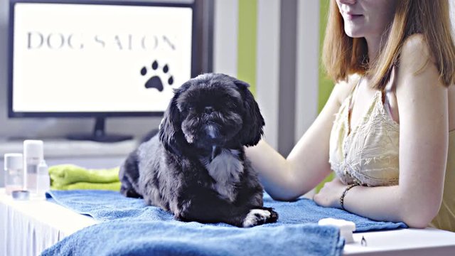Person caressing mongrel dog on table at dog salon 4K