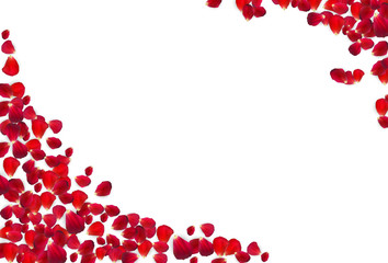 Background of Naturalistic Rose Petals. Vector Illustration