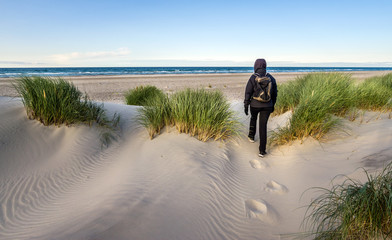 Woman hiking in windy coastal dune grass towards beach of North Sea. - 179062997