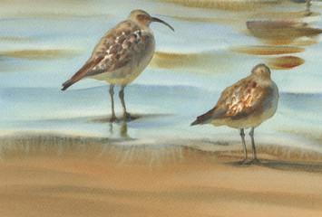sea birds watercolor background