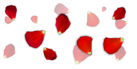 Set of Naturalistic Rose Petals on background. Vector Illustration.