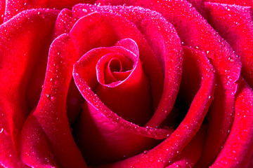 Close up red rose with water droplets