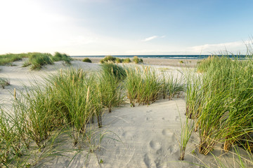 Beach with sand dunes and marram grass in soft evening sunset light.