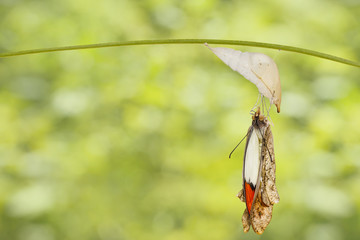 Emerged great orange tip butterfly ( Anthocharis cardamines ) from pupa hanging on twig