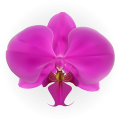Colorful naturalistic orchid Isolated on White Background. Vector Illustration.