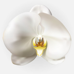 Naturalistic Beautiful Colorful White Orchid.Vector Illustration.