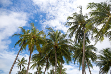 Coconut or palm tree with blue sky and white clouds in the background