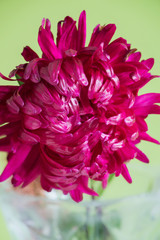 Close-up image of the flower Aster