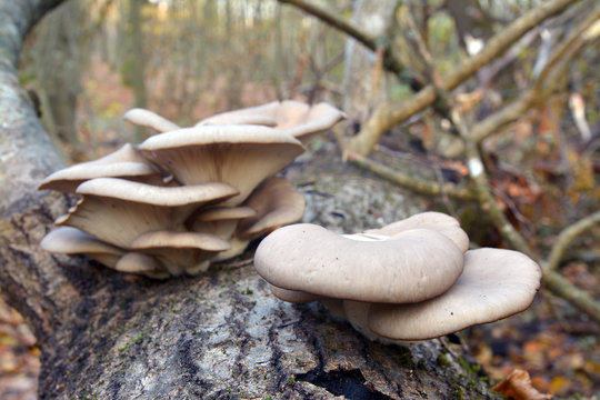 pleurotus ostreatus mushroom