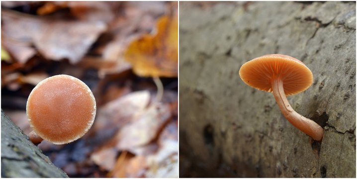 Tubaria furfuracea mushroom