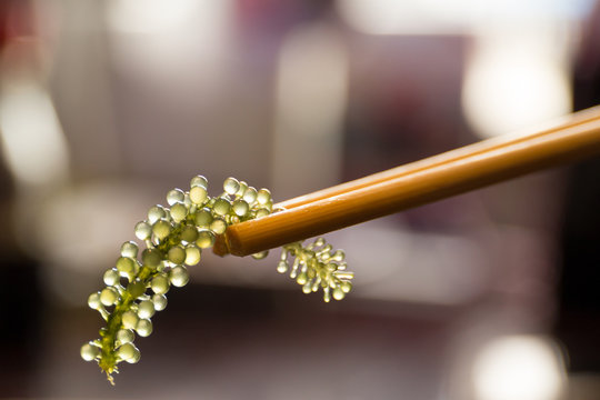 Chopsticks with Umi-budou Seaweed or sea grapes ( green caviar ) seaweed