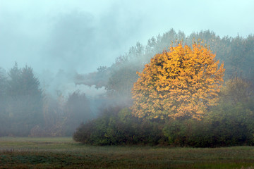 Big maple tree with orange autumn foliage on a foggy morning.