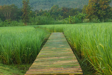 Fototapeta na wymiar Bamboo walkway in the field