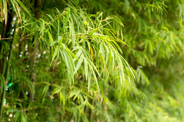Bamboo leaves in forest landscape background