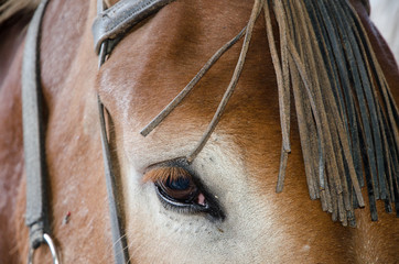 The deep look of a horse. Face decorated with leather fringe.