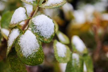 first snow