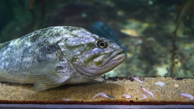 fish swimming in aquarium