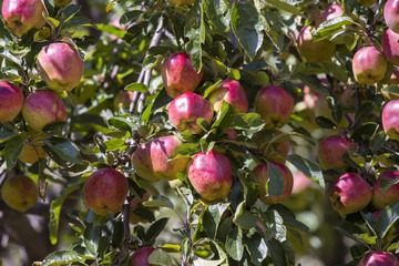 Red apples on apple tree branch . Himalayas, Nepal