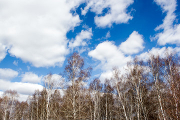 Blue sky over spring birch forest