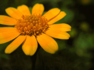 Macro close up blurred perspective of retro sepia shade yellow Bay Biscayne Creeping Oxeye or Singapore Daisy (Sphagneticola trilobata) flower pollen, with stem, and dark green leaf field background