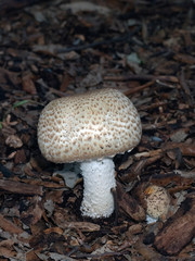 The Prince mushroom ( Agaricus augustus ) - 179066326