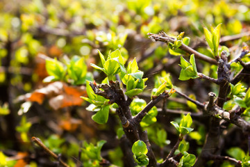 Green spring buds on the bushes