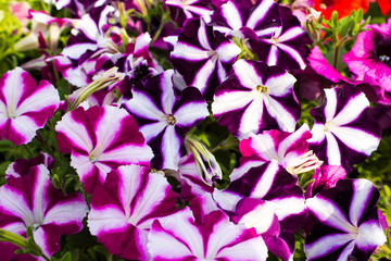 A beautiful bouquet of petunias blooming in the garden