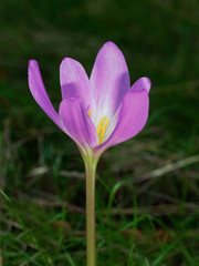 Single autumn crocus (Colchicum autumnale)