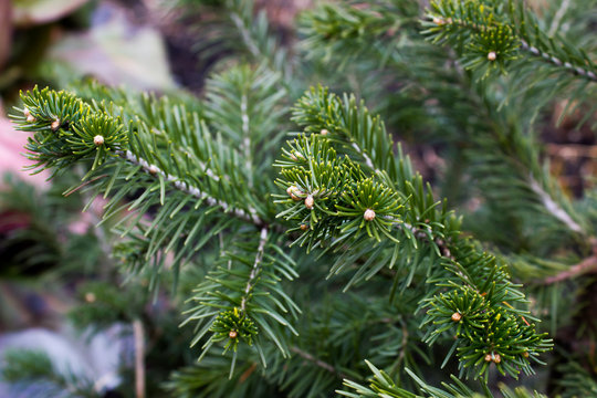 The pine green boughs in the forest