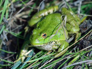Marsh Frog (Rana ridibunda)