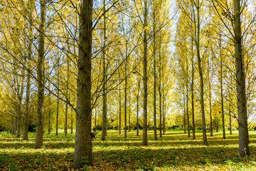 A poplar grove in a residential area in the suburbs of Paris, France, illuminated by an autumnal sunlight making the yellow leaves shine bright.