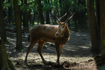 Obraz premium Male Pere David's deer under trees