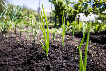 Sprouts green onions for the spring garden